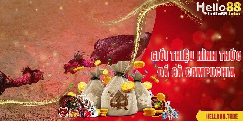 Giới thiệu bộ môn đá gà Campuchia đẳng cấp số 1 hiện nay
