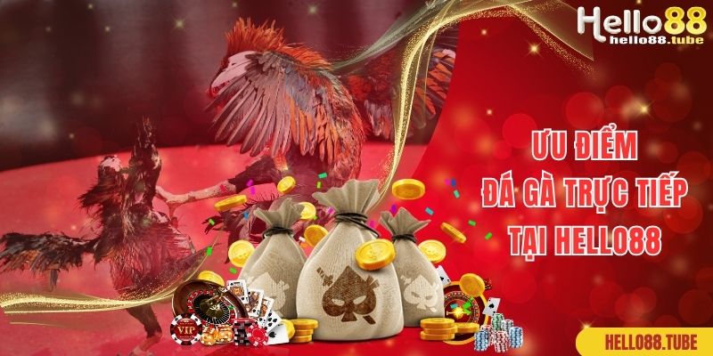 Ưu điểm giúp đá gà trực tiếp tại Hello88 nổi tiếng, thu hút